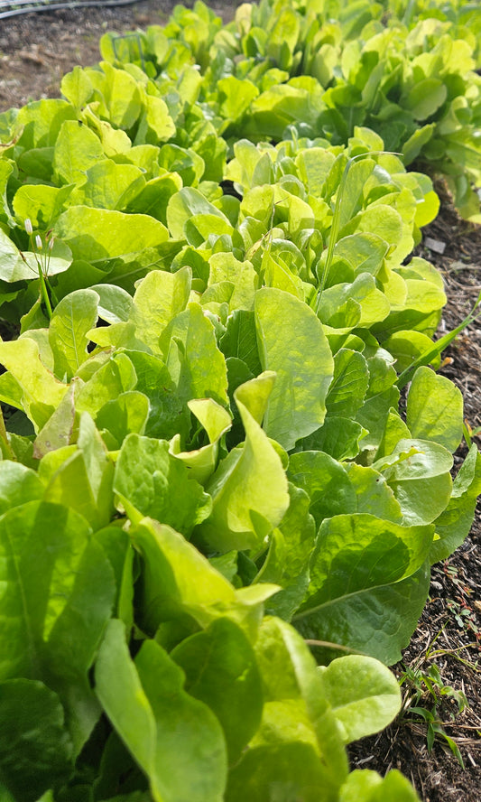 Lettuce Salad Mix